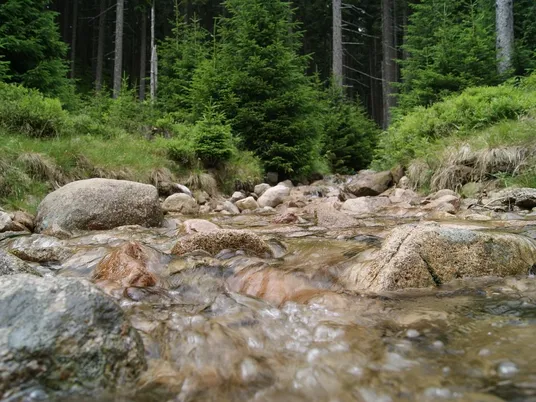 Puszcza Goleniowska